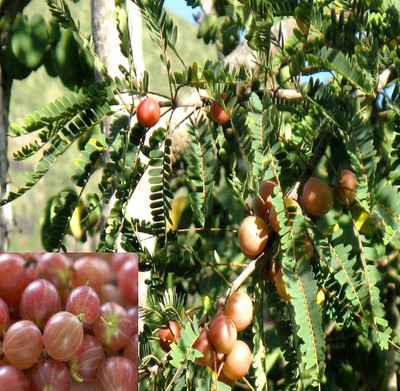 Aquinnah Amla Plant(Hybrid, Pack of 1)
