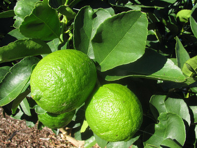 EliteGreen Lemon Plant(Hybrid, Pack of 1)