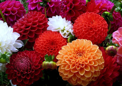 CYBEXIS VXI-36 - Flowers Dahlia Pompon Mix - (180 Seeds) Seed(180 per packet)