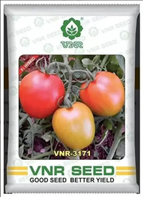 Jevik vnr 3171 tomato seeds Seed Seed(50 per packet)