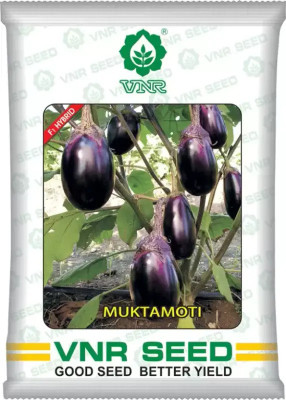 VNR vnr MUKTA MOTI hybrid brinjal Seed (10 g) Seed(55 per packet)
