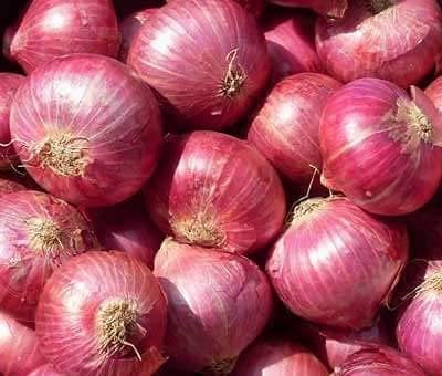 VibeX ® XXL-831 Red Big Onion Vegetable Seeds Seed(1000 per packet)