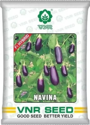 Jevik vnr NAVINA hybrid brinjal Seed (10 g) Seed(50 per packet)