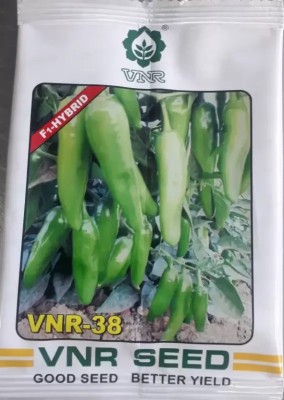 seedagro VNR-38 chilli Seed (10 g) Seed(20 per packet)