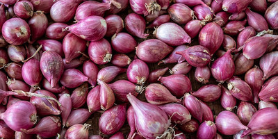KANAYA Red Onion Vegewtable Seed(70 per packet)