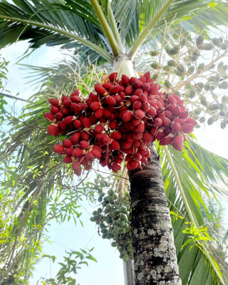 PEEPALSFARM Betel Nut/Supari Plant(Hybrid, Pack of 1)