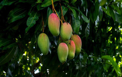 Plants Heaven Mango Plant(Hybrid, Pack of 1)
