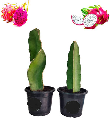 GreenyOn Dragon Tree(Hybrid, Pack of 1)