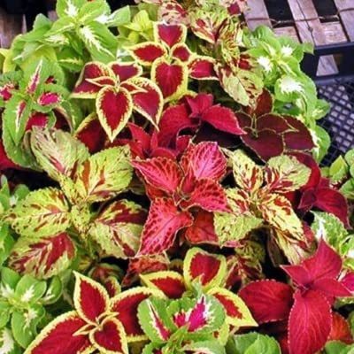 CYBEXIS Coleus - Improved Rainbow Mixed Seeds Seed(100 per packet)