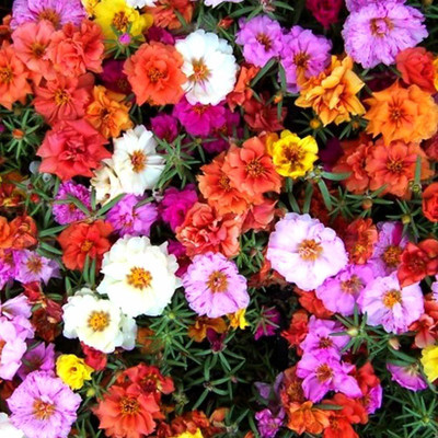 VibeX NBIR-25 - Portulaca Flower Spl Mix GMO-Free - (300 Seeds) Seed(300 per packet)