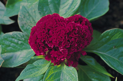CYBEXIS NDIR-51 - Celosia Cristata or Cockscomb - (60 Seeds) Seed(60 per packet)