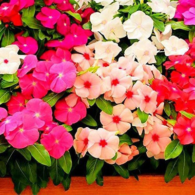 CYBEXIS XL-97 - Vinca Flower Mixed Hybrid - (60 Seeds) Seed(60 per packet)