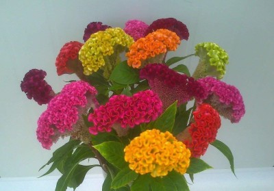 CYBEXIS GUA-49 - Celosia Cockscomb dwarf mix flower - (180 Seeds) Seed(180 per packet)