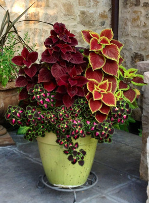 VibeX LX-64 - Common Coleus Mixed Organic - (150 Seeds) Seed(150 per packet)