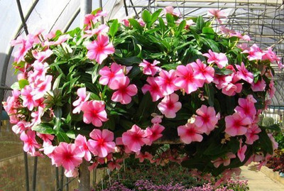 CYBEXIS LX-30 - Cape Vinca Periwinkle Gorgeous Color - (540 Seeds) Seed(540 per packet)