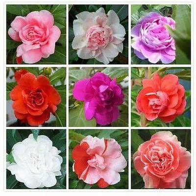 CYBEXIS KGF -20 - Balsam Rose Flower Mix Colour - (90 Seeds) Seed(90 per packet)