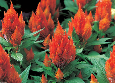 CYBEXIS NBIR-25 - Celosia - Castle Orange also called Cockscomb Sun Loving (180 Seeds) Seed(180 per packet)