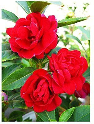 CYBEXIS LXI-5 - Balsam Rose (Gulab) Flower - Hybrid - (90 Seeds) Seed(90 per packet)