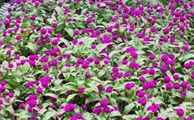 CYBEXIS XL-63 - Globe Amaranth Purple ~Gomphrena - (540 Seeds) Seed(540 per packet)