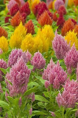 VibeX LX-13 - Celosia plumose Ice Cream Mix - (540 Seeds) Seed(540 per packet)