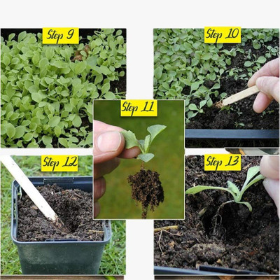 VibeX HUA-65 - Black Sage - (1350 Seeds) Seed(1350 per packet)