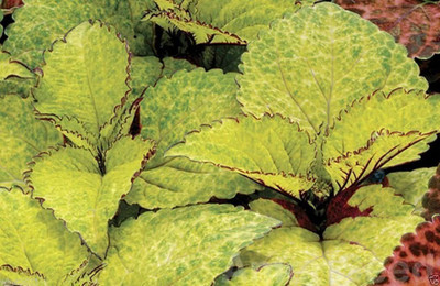 CYBEXIS TLX-24 - COLEUS -Pineapple Flame Nettle Painted Nettle - (150 Seeds) Seed(150 per packet)