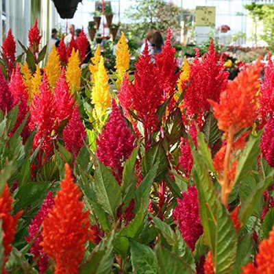 VibeX VVI-38 - Celosia Flower - (60 Seeds) Seed(60 per packet)
