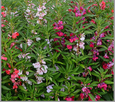 VibeX HUA-14 - Imported Balsam Flower - (30 Seeds) Seed(30 per packet)