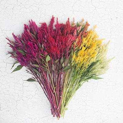 CYBEXIS Celosia Plume Mix Seeds Seed(50 per packet)