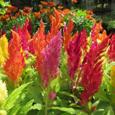 CYBEXIS PUAS-9 - Celosia Plumosa Mixed (Hybrid) - (540 Seeds) Seed(540 per packet)