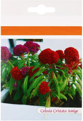 VibeX VVI-38 - Celosia Cristata Amigo Mahogany Red - (180 Seeds) Seed(180 per packet)