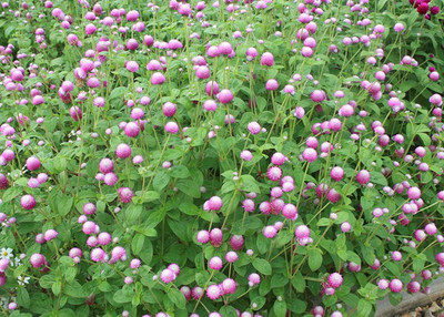 VibeX VXI-87 - Globe Amaranth Rose Flower Gomphrena - (60 Seeds) Seed(60 per packet)