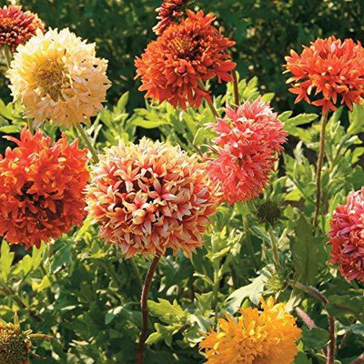 Aywal Gaillardia Double Beautiful Flower Seeds In Different Colors F1 Hybrid Seed(40 per packet)