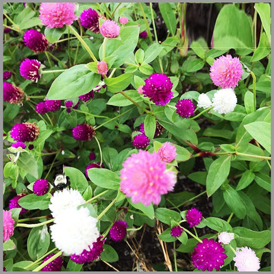 CYBEXIS KGF -3 - Gomphrena Mix Flower - (60 Seeds) Seed(60 per packet)
