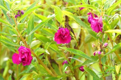 VibeX KGF -37 - Balsam Flower Tom Thumb Mix GMO-Free - (90 Seeds) Seed(90 per packet)