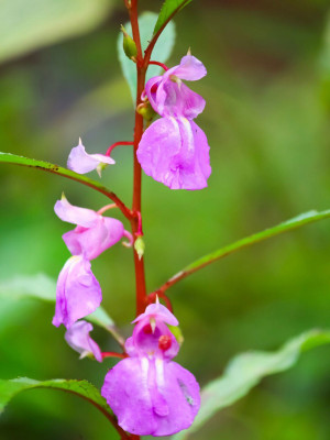 CYBEXIS NBIR-42 - Himalayan Balsam Plant - (30 Seeds) Seed(30 per packet)