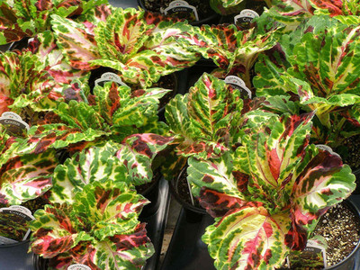 VibeX VXI-19 - Coleus Mosaic Flowers - (1350 Seeds) Seed(1350 per packet)