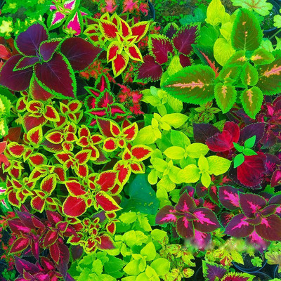 CYBEXIS COLEUS RAINBOW MIXED FLOWER SEEDS Seed(1 g)