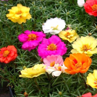 CYBEXIS NBIR-93 - Portulaca Flower Spl Mix GMO-Free - (100 Seeds) Seed(100 per packet)