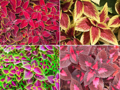 VibeX XL-12 - Coleus Rainbow Mixed - (1350 Seeds) Seed(1350 per packet)