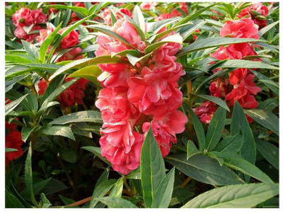 VibeX TLX-92 - Balsam Tom Thumb Double Mix - (270 Seeds) Seed(270 per packet)