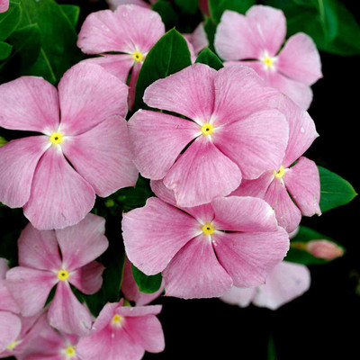 CYBEXIS TLX-7 - VINCA FLOWER - (60 Seeds) Seed(60 per packet)
