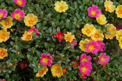 ACCELCROP Four o Clock Flower Seed(30 per packet)