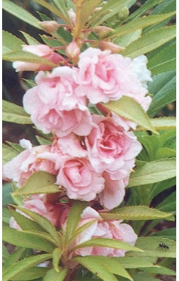 CYBEXIS XLL-86 - Imported Balsam Flower - (270 Seeds) Seed(270 per packet)