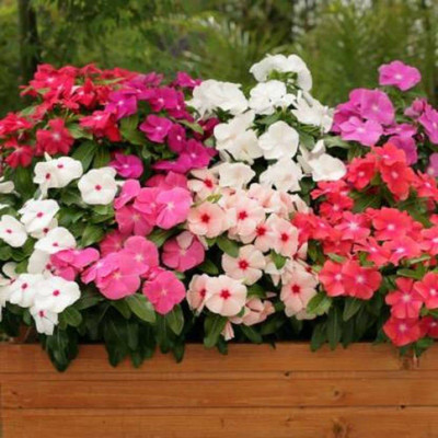 CYBEXIS LX-47 - Flower | Vinca/Sadabahar Mixed Color Flower | F1 Hybrid - (180 Seeds) Seed(180 per packet)