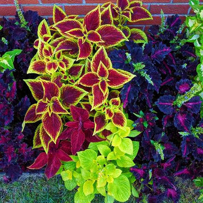 CYBEXIS Flower Seeds | Coleus Beautiful Colourful Leaves Seed(1 g)