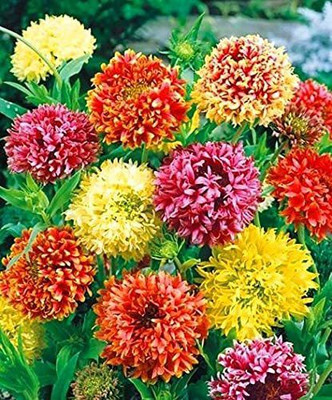 CYBEXIS LX-47 - Gaillardia Mixed Color Hybrid Flower For All Season - (540 Seeds) Seed(540 per packet)