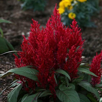 CYBEXIS Dragon's Breath Celosia Seeds - Celosia Seed(50 per packet)