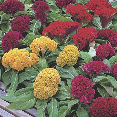 CYBEXIS GBPUT-44 - Celosia Cockscomb dwarf mix flower - (60 Seeds) Seed(60 per packet)