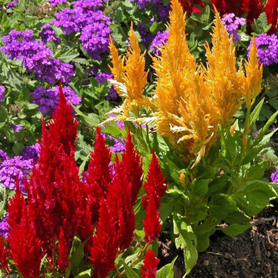 CYBEXIS LX-30 - Celosia Forest fire Scarlet- Cockscomb/thrive in heat & sun (180 Seeds) Seed(180 per packet)